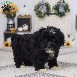 Buster, Havapoo Puppy